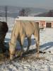 Noa, soukromá kobylka, která prošla naší stájí. Plemeno Tennesse Walker Horse  » Klikněte pro zvětšení ->