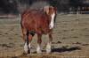 českomoravský belgický kůň  » Klikněte pro zvětšení ->