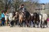 Miloslav Simandl a jeho šest koní v akci  » Klikněte pro zvětšení ->